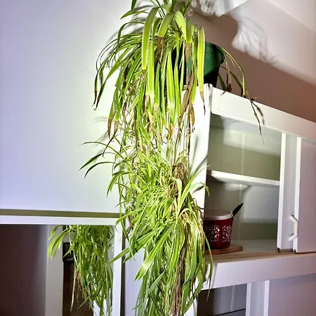 Balkonwohnung Neben Mol-bio Lägenhet